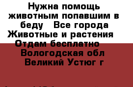 Нужна помощь животным попавшим в беду - Все города Животные и растения » Отдам бесплатно   . Вологодская обл.,Великий Устюг г.